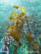 Underwater Photography_Tiare Buoys Photography