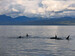 Orca Whales_Tiare Buoys Photography