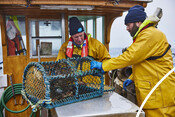 Processing Scottish Crab onboard