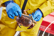 Measuring a brown crab