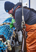Scallop fisher amending the net