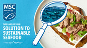 Tuna - Display Image - National Seafood Month 2022