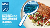 Salmon - Display Image - National Seafood Month 2022
