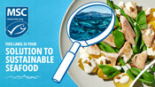 White Fish - Display Image - National Seafood Month 2022