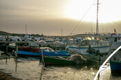 BluFish project - octopus fishery in Sardinia