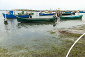 BluFish project - octopus fishery in Sardinia