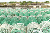 BluFish project - octopus fishery in Sardinia