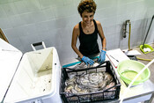 BluFish project - octopus fishery in Sardinia