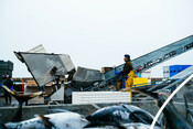 Albacore Tuna processing in Westport Washington - AAFA fishery