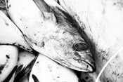 Frozen Albacore Tuna - AAFA fishery
