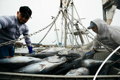 Offloading Albacore Tuna in Westport Washington - AAFA fishery