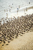 Wildlife in Westport Washington - AAFA fishery