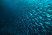 Big shoal of sardine fish - Stock image