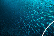 Big shoal of sardine fish - Stock image