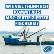 Social Media Assets Weltthunfischtag
