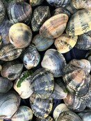 Manila Clams