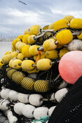 Fishing nets, California Market Squid
