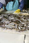 Close up of squid on processing line. California Market Squid