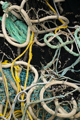 Fishing nets. California Market Squid