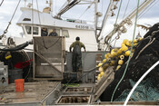 Fishers talking across boats. California Market Squid