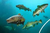Cod underwater