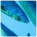 Video Mehr Fisch - World Ocean Day 2024