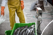 Weighing fish -  Grupo Regal Spain hake longline fishery