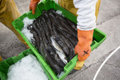 Hake in green trays -  Grupo Regal Spain hake longline fishery