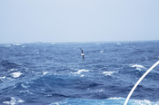 Arkive Grey petrel