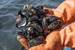 Blue Mussel Fishery Schleswig-Holstein
