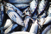Bart Van Olphen - pile of tuna with shadows: Maldives pole and line tuna