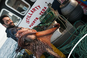 Western Asturias Octopus Fishery