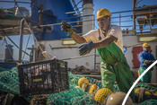 Throwing fish south african Hake fishery