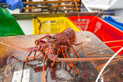 Western Australian rock lobster on table bright