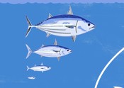 Tuna generation illustration