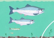 Fish generation illustration marketing